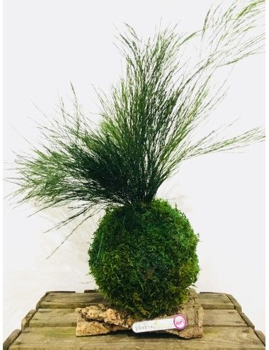 Kokedama avec Tree fern vert