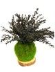 Kokedama avec parvifolia vert