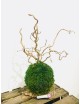 Kokedama vert avec branche marron