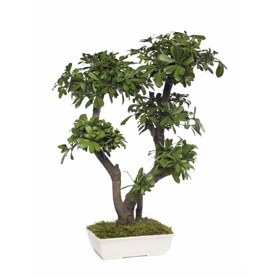 Bonsaï Pittosporum Tobira Stabilisé - Vegetal Indoor