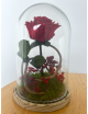 Composition florale sous cloche avec rose rouge