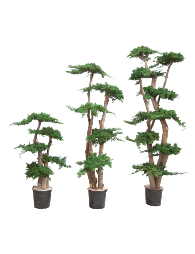 Arbre Juniperus Procumbens vert