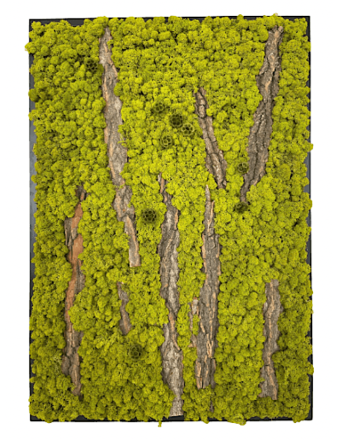 Tableau végétal en lichen avec écorces de bois