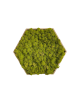 Hexagone en lichen vert