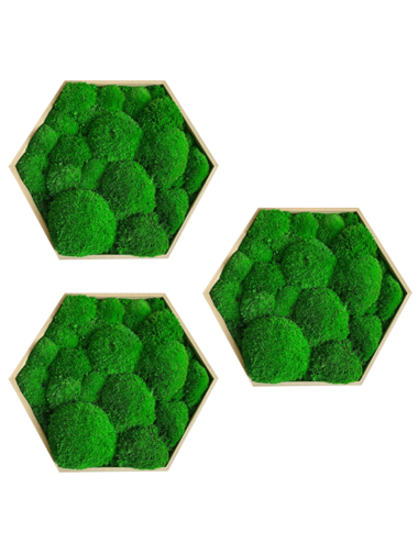 Hexagone en mousse boule verte