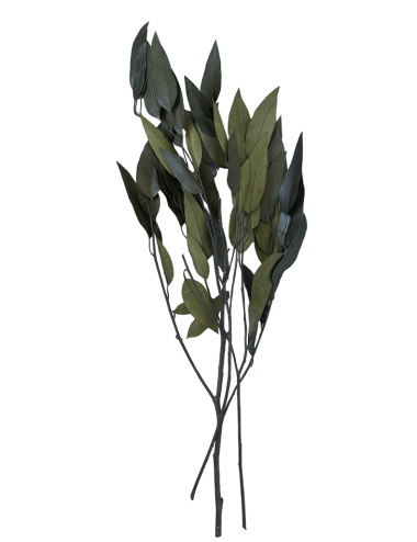 Eucalyptus bluegum stabilisé vert