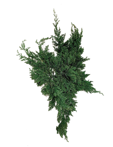 Juniperus vert stabilisé