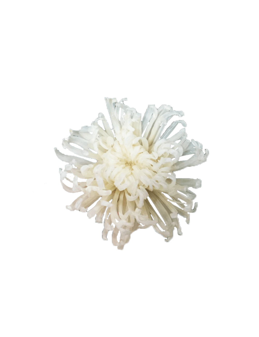 Chrysanthème Anastasia Stabilisé blanche