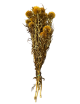 Echinops Stabilisé jaune
