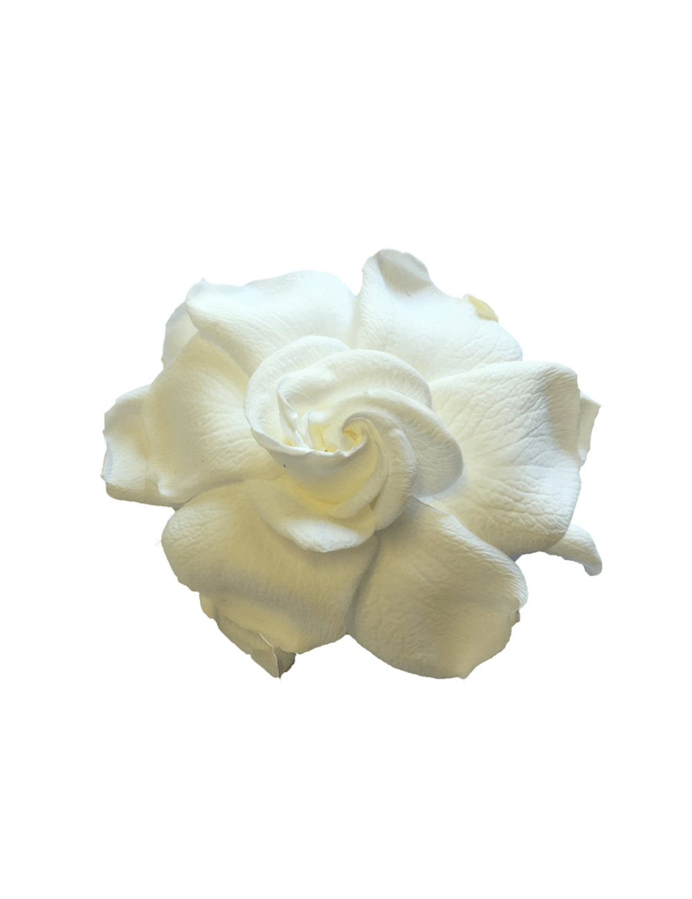 Gardenia stabilisé blanc