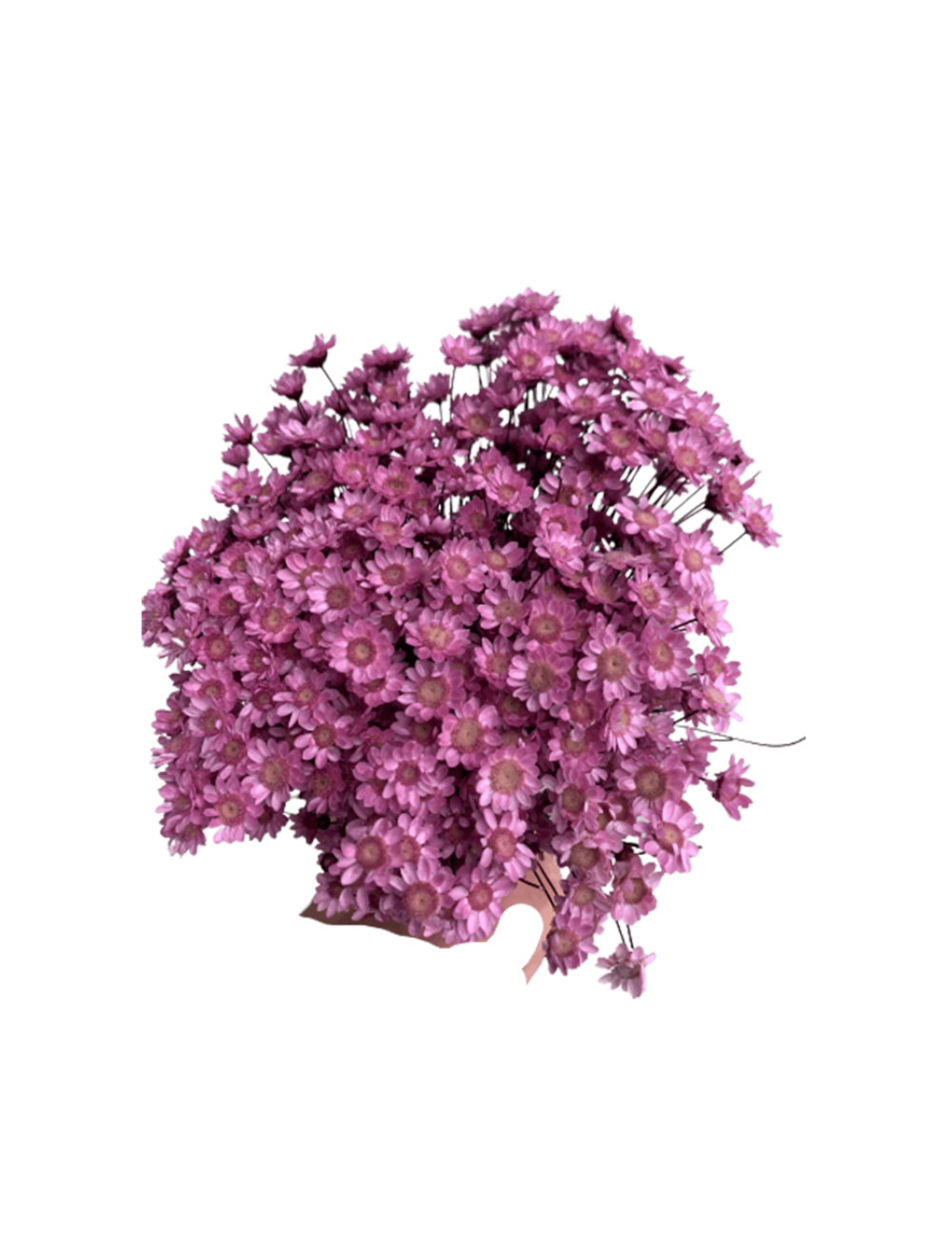 Glixia Stabilisé violet