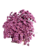 Glixia Stabilisé violet