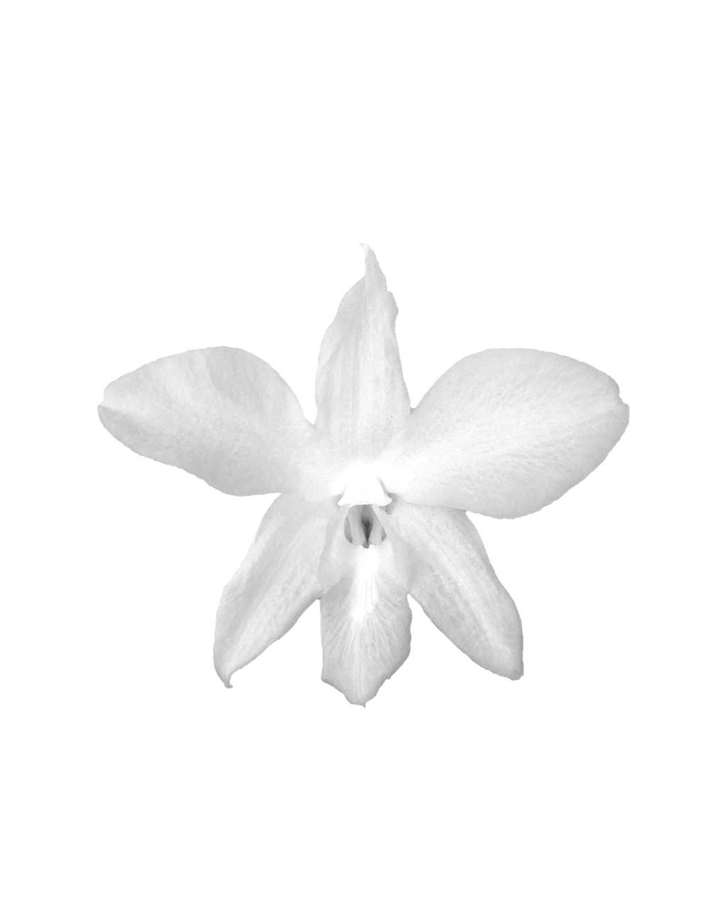Orchidée Stabilisée blanche