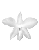 Orchidée Stabilisée blanche