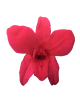 Orchidée Stabilisée rose
