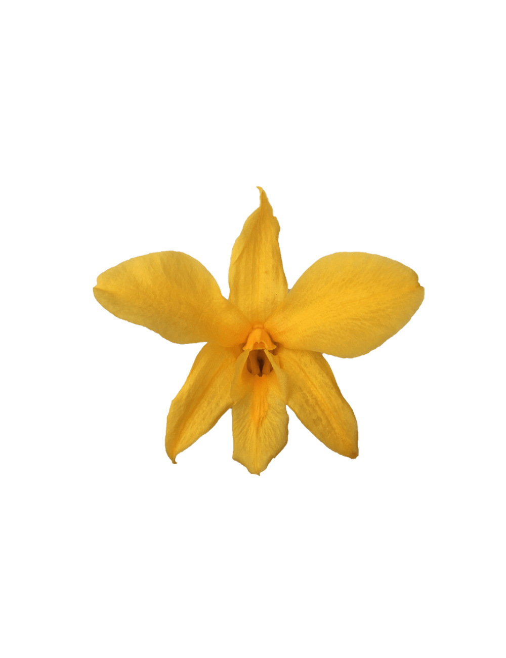 Orchidée Stabilisée jaune
