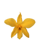 Orchidée Stabilisée jaune