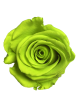 Rose Stabilisée verte