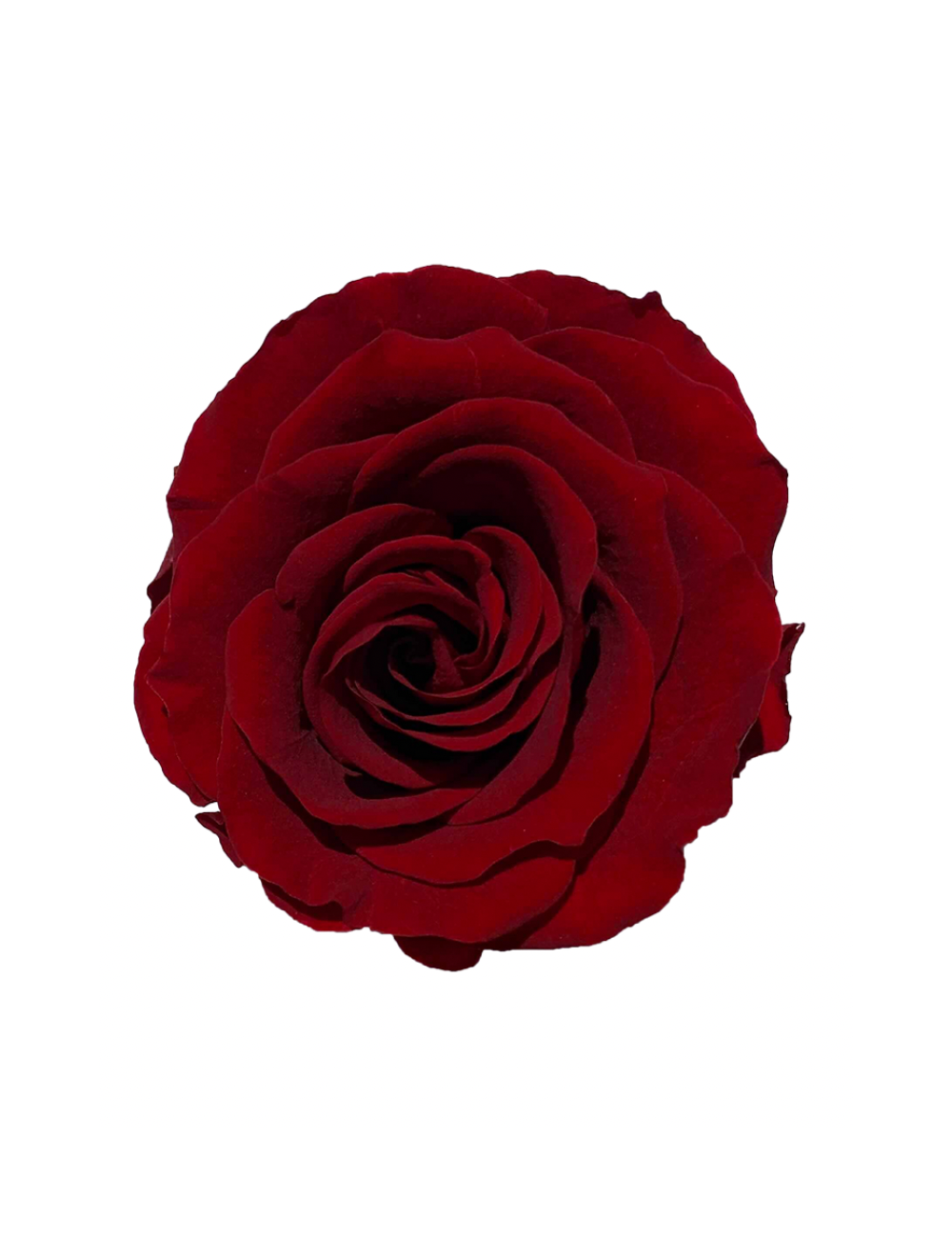 Rose Stabilisée rouge