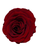 Rose Stabilisée rouge