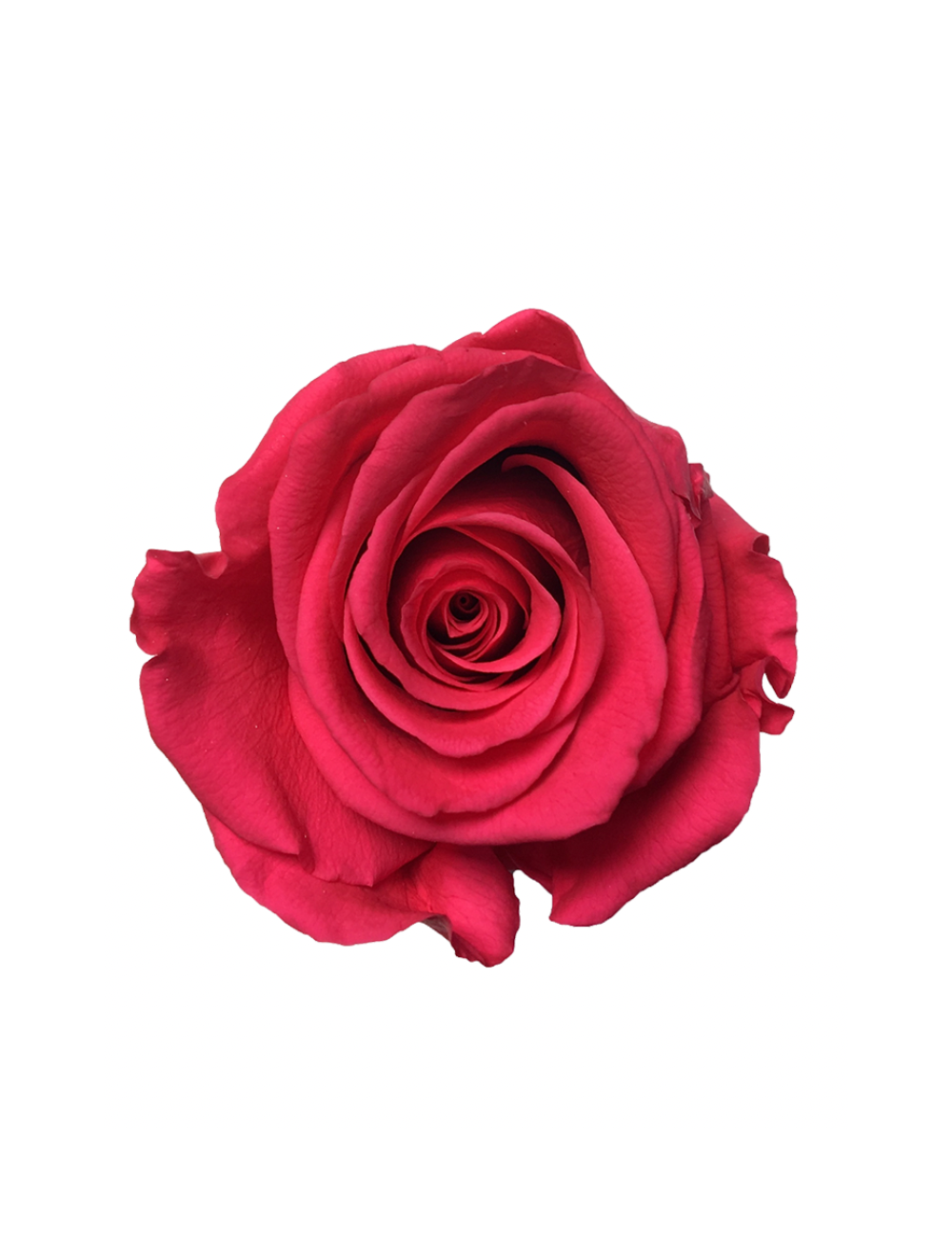 Rose Stabilisée rose
