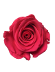 Rose Stabilisée rose
