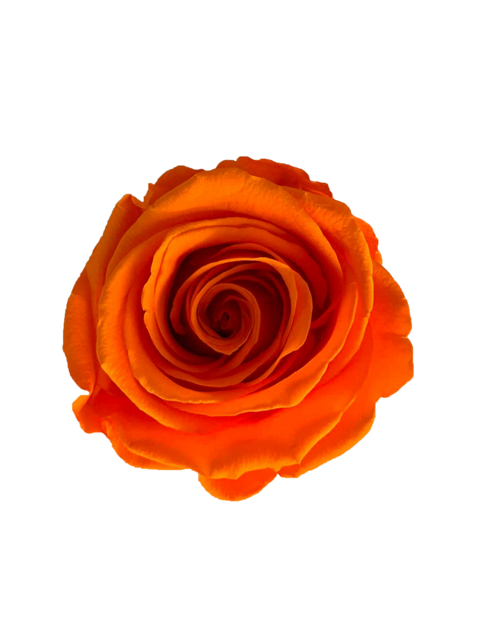 Rose Stabilisée orange