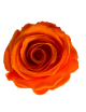 Rose Stabilisée orange