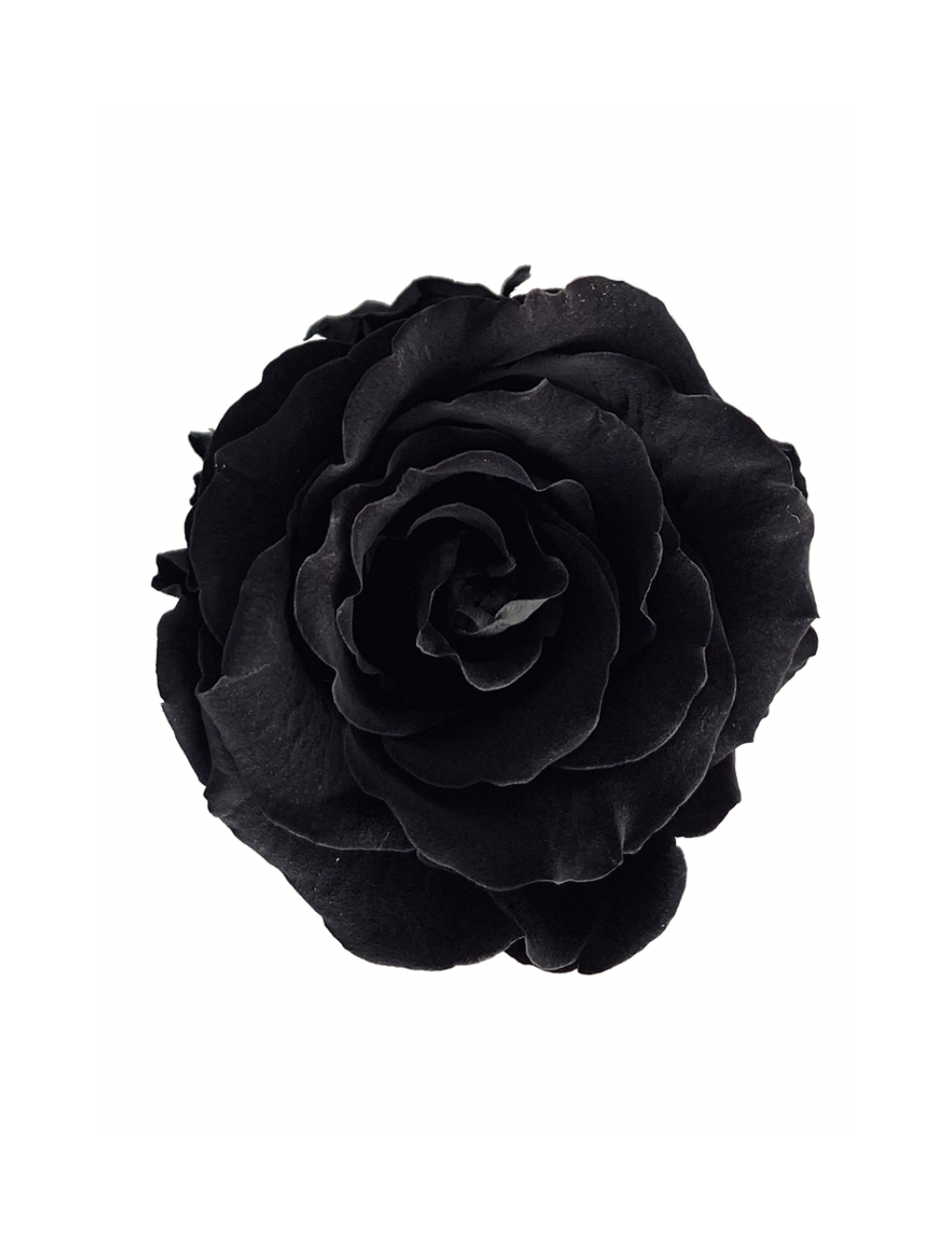 Rose Stabilisée noir