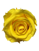 Rose Stabilisée jaune