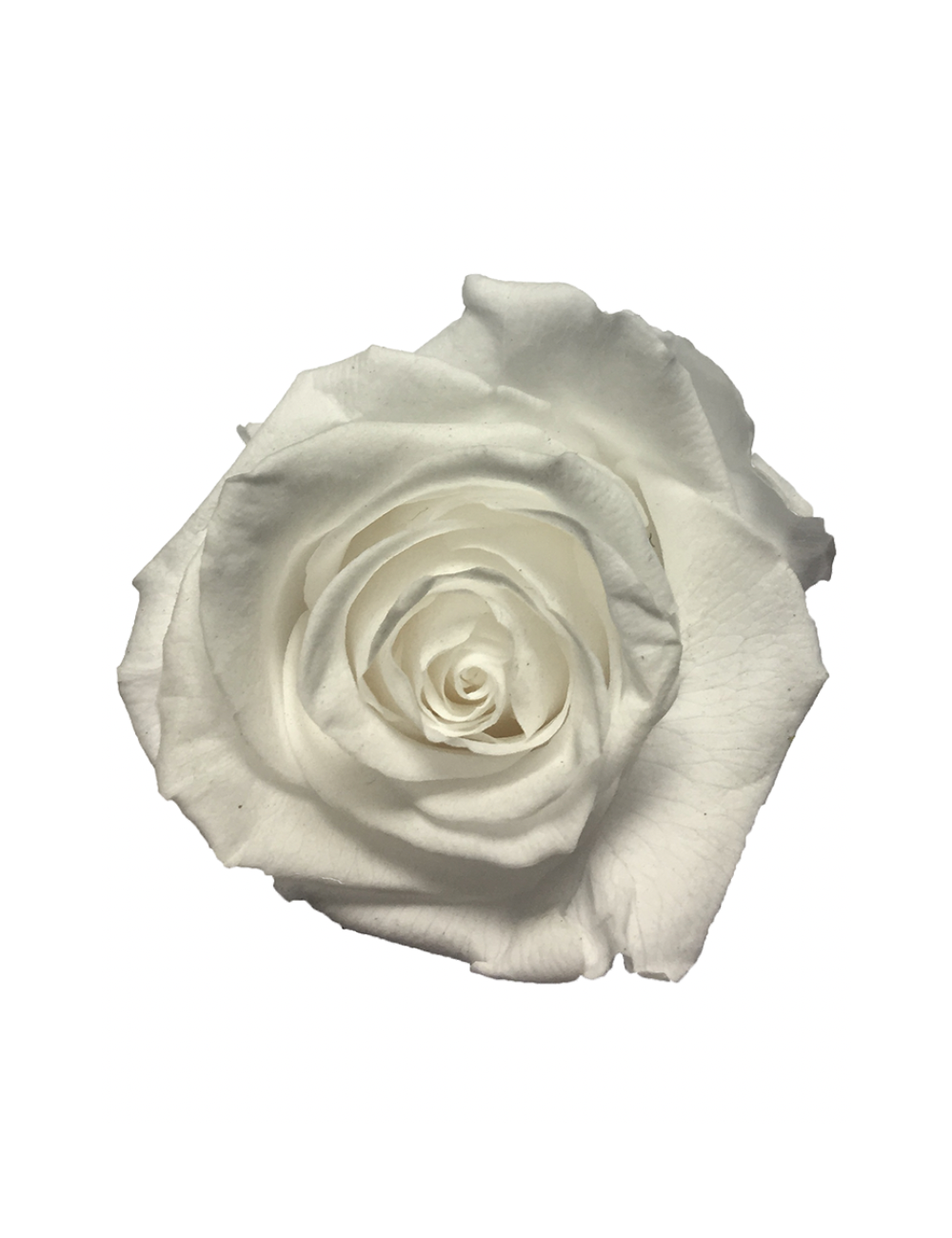 Rose Stabilisée blanche