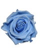 Rose Stabilisée bleu