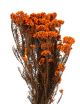 Fleur de Riz Stabilisée orange