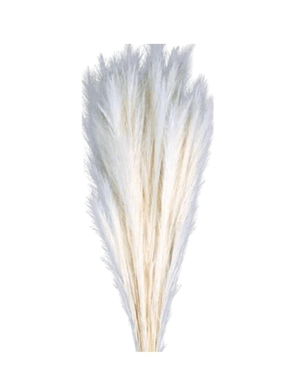 Fox Grass Séché blanc