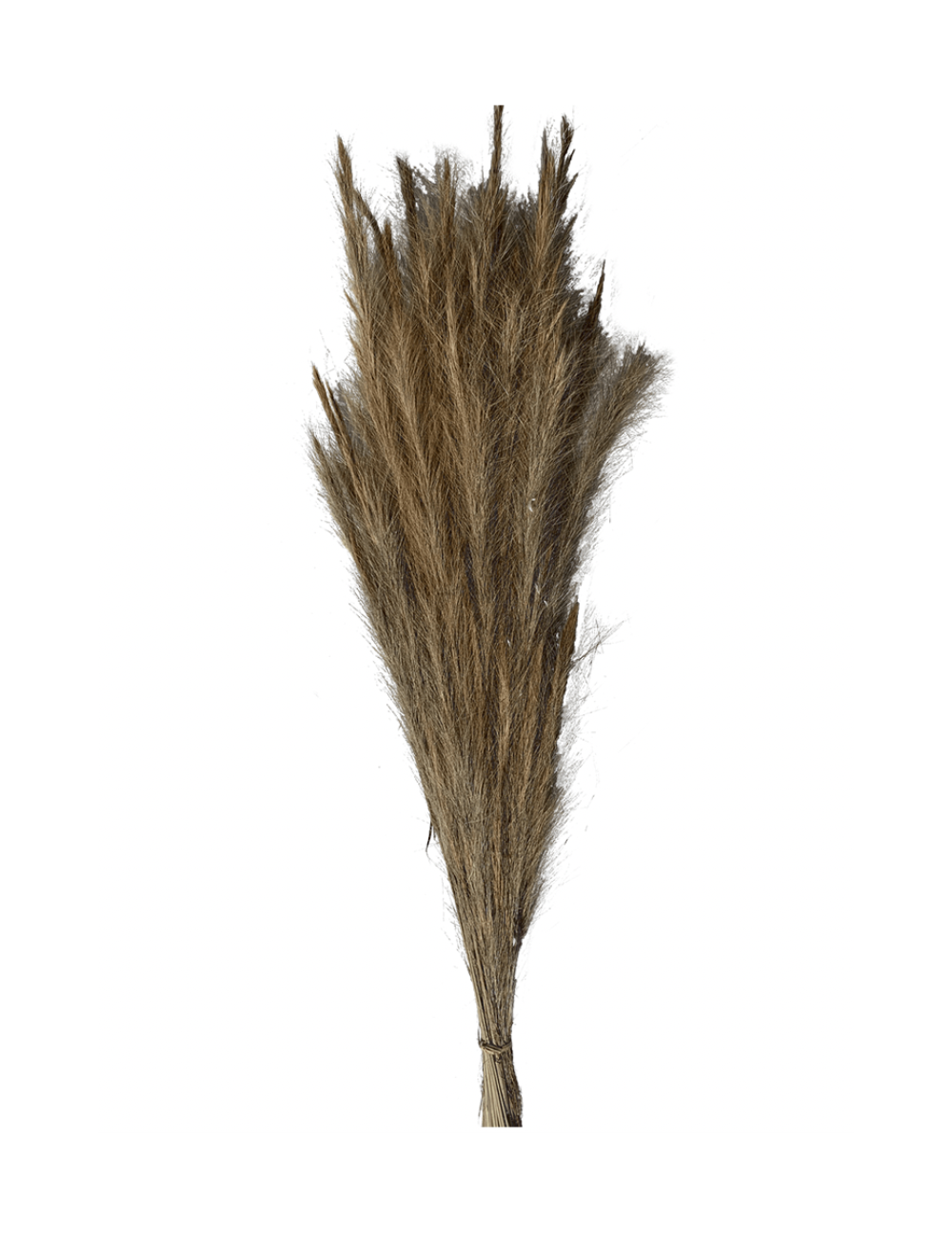 Fox Grass Séché marron